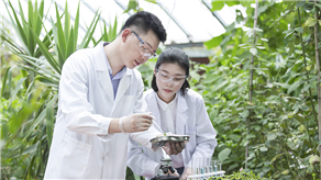 國(guó)內(nèi)使用AI識(shí)別農(nóng)作物病蟲(chóng)害案例